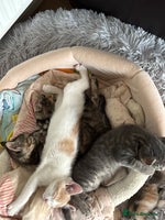Mixed Breed cats - Advert 14