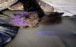 Persian cats for sale: Champion Bloodlines Persian Kittens–GCCF papers  - Image 18