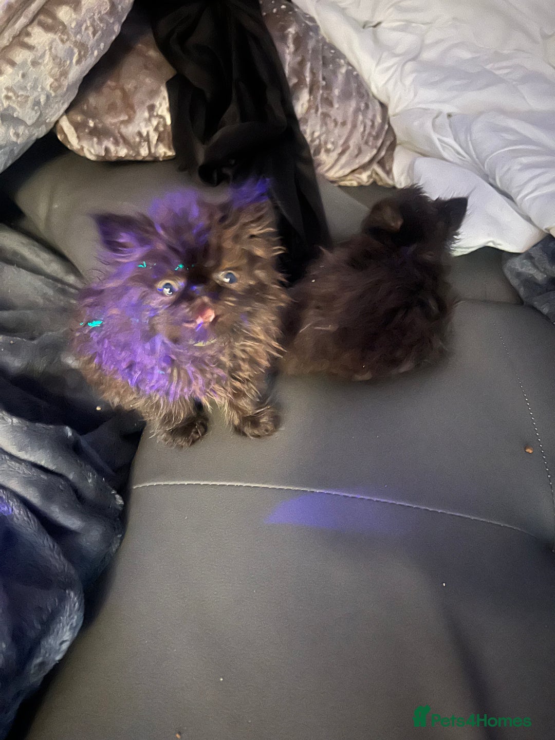 Persian cats for sale: Champion Bloodlines Persian Kittens–GCCF papers  - Image 18