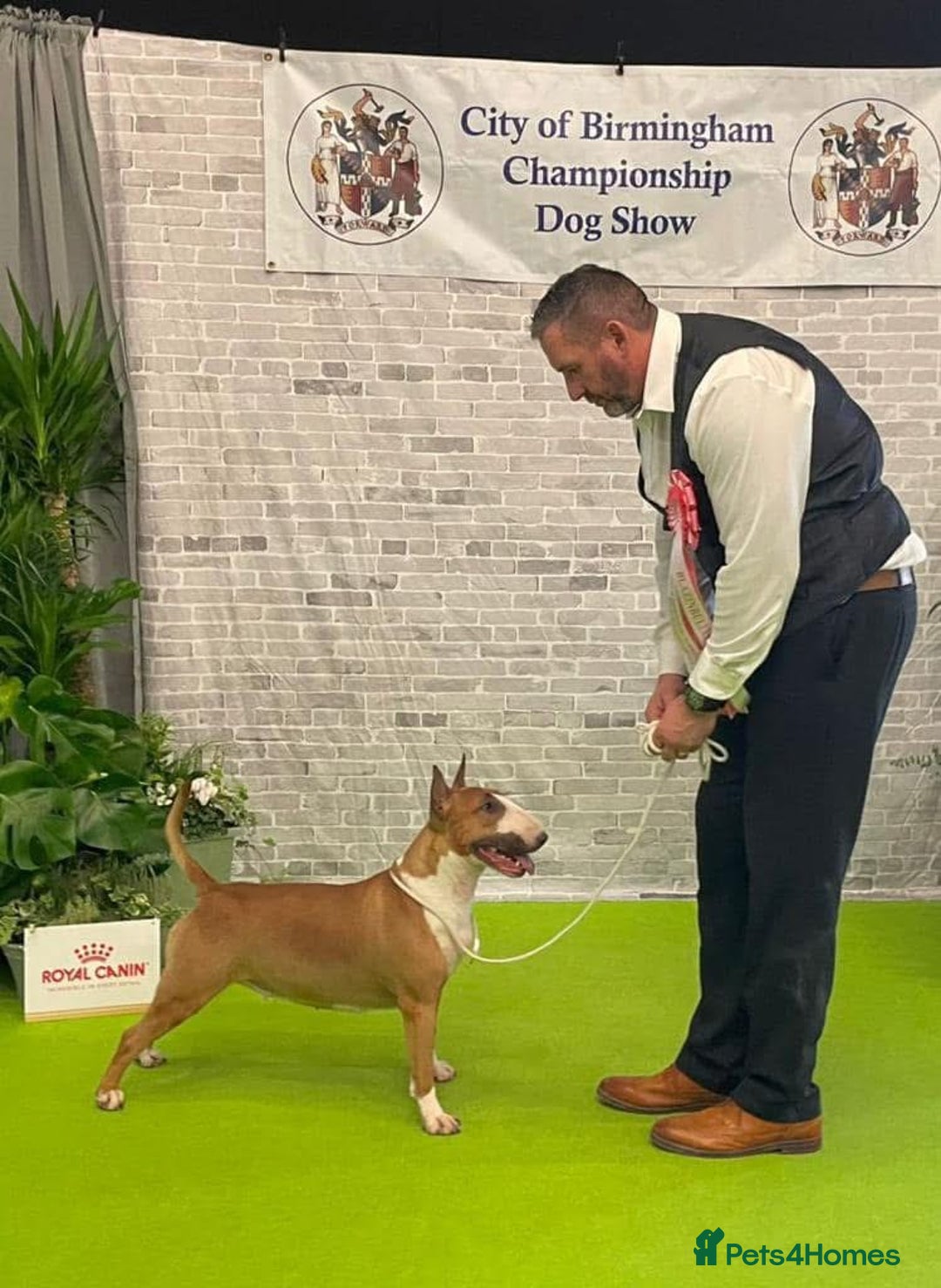 English Bull Terrier dogs for sale: Stunning Champion sired Bull Terriers pups (MALE)  - Image 3