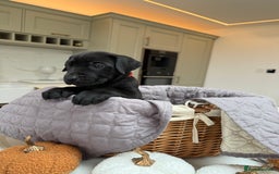 Cane Corso dogs for sale: Beautiful Cane Corso Puppies - Image 13