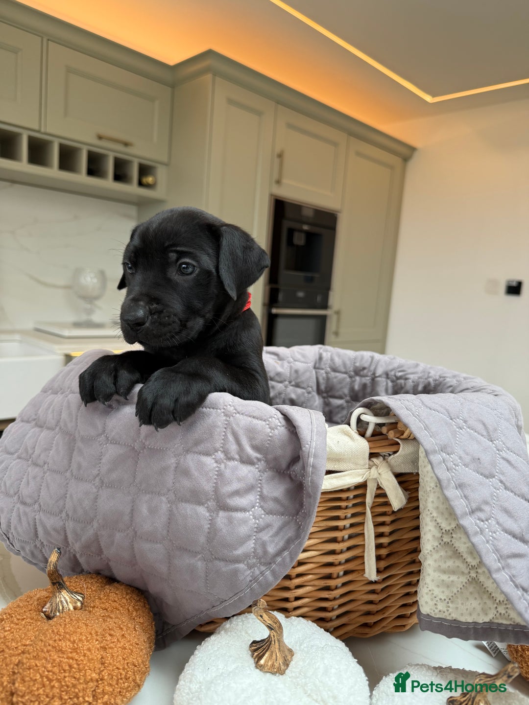 Cane Corso dogs for sale: Beautiful Cane Corso Puppies - Image 13