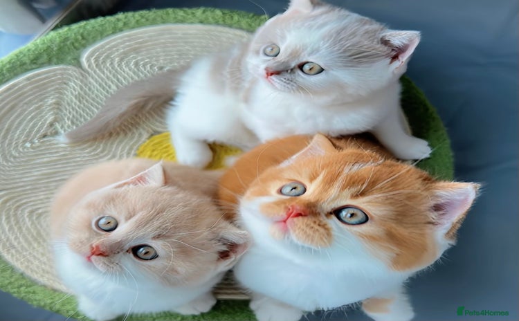British Shorthair cats - Advert 4