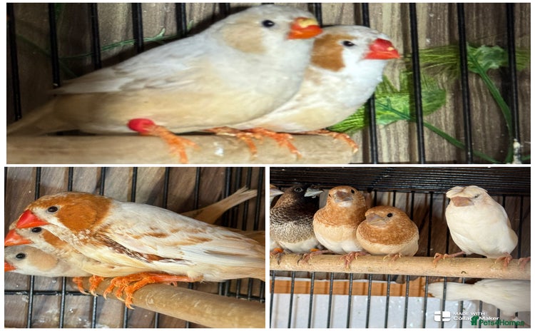 Finches birds - Advert 12