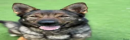 German Shepherd dogs for sale: Czech Working Line Gsd Female, KC Reg, BH-VT title - Advert 2