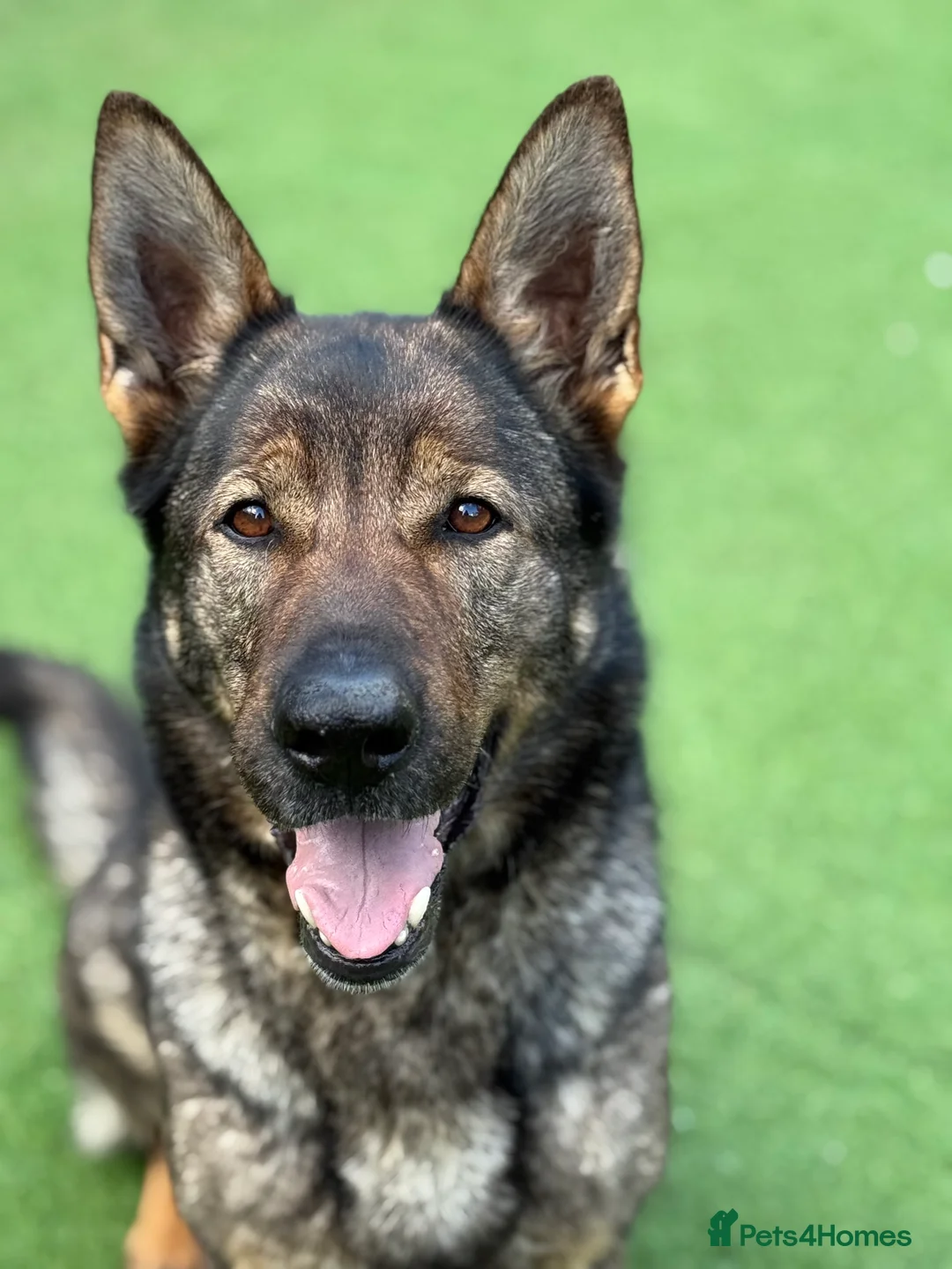 German Shepherd dogs for sale: Czech Working Line Gsd Female, KC Reg, BH-VT title - Advert 2