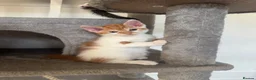 Mixed Breed cats for sale: 4 kittens looking for their forever home - Advert 3