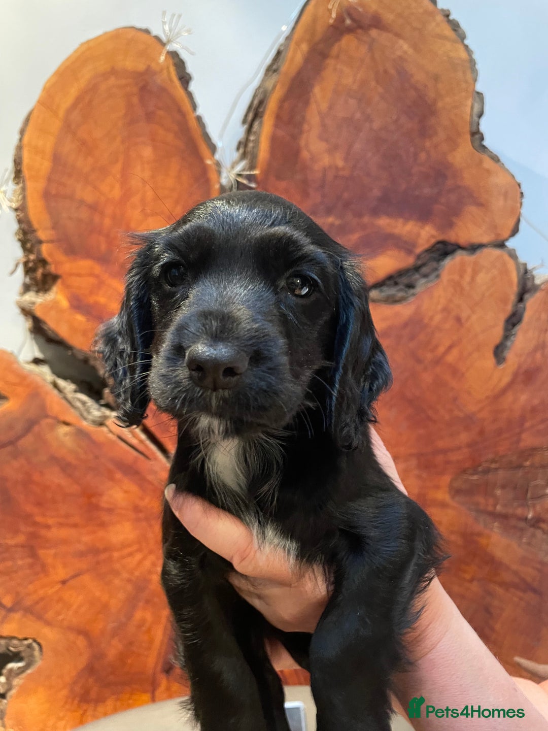 Cocker Spaniel dogs for sale: 1 Beautiful KC Reg working cocker bitch left! - Image 7