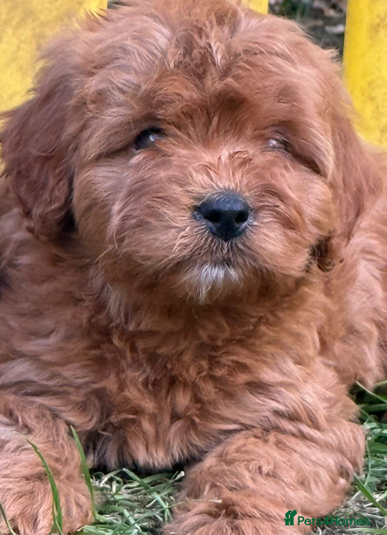 Cavapoo dogs Stunning tiny cavapoo’s - Advert 16