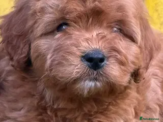 Cavapoo dogs Stunning tiny cavapoo’s - Advert 1