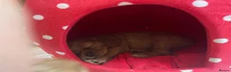 Cavalier King Charles Spaniel dogs for sale: Beautiful Cavalier King Charles Spaniel Puppies in Preston - Advert 10