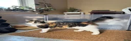 Mixed Breed cats for sale: Stunning kittens from a Maine Coon cross mum - Advert 9