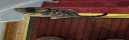 Mixed Breed cats for sale: BEAUTIFUL TABBY KITTENS - Advert 11