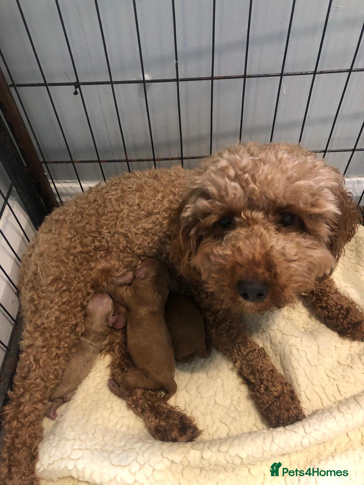 Cavapoo dogs Cavapoo puppies  - Advert 1