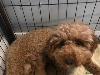 Cavapoo dogs Cavapoo puppies - Advert 1