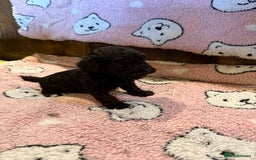Toy Poodle dogs for sale: Exquisite Toy Poodle pups - Health tested parents - Image 5