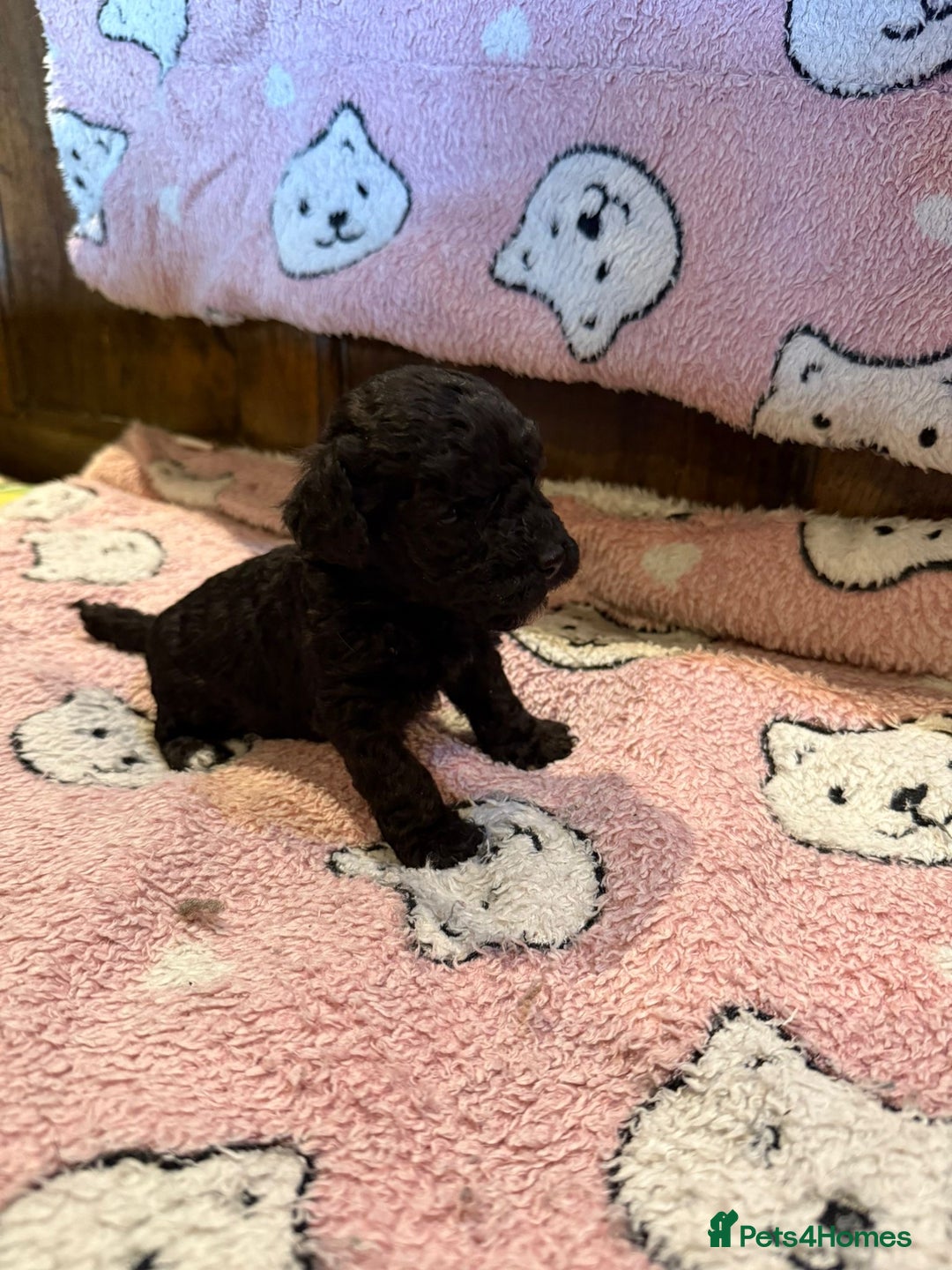 Toy Poodle dogs for sale: Exquisite Toy Poodle pups - Health tested parents - Image 5