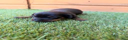 Miniature Dachshund dogs for sale: 3 beautiful minis!  - Advert 8