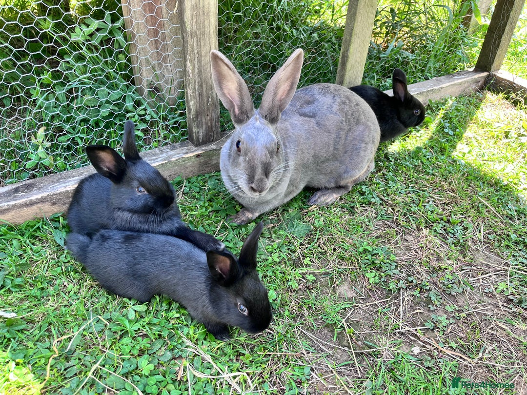 Mixed Breed rabbits for sale: English X New Zealand White babies - Image 14
