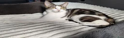 Mixed Breed cats for sale: Two beautiful kittens, looking for there home 🐾 in Peterhead - Advert 32