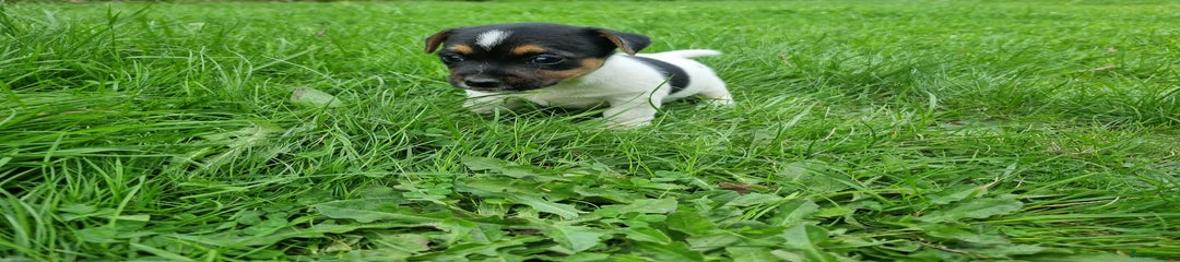 Jack Russell Puppy 2