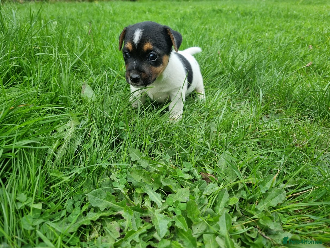 Jack Russell dogs for sale: Jack Russell pups  - Image 3