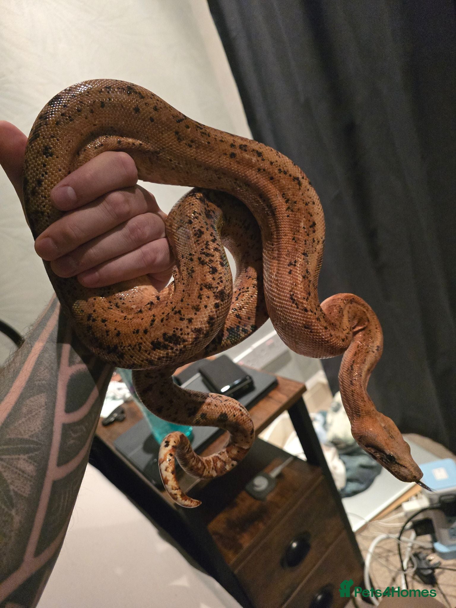 Snake reptiles  Beautiful Female Sonoran Sigma Boa – CB23 - Advert 15