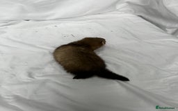 Ferret rodents for sale: Baby Ferrets - Image 25