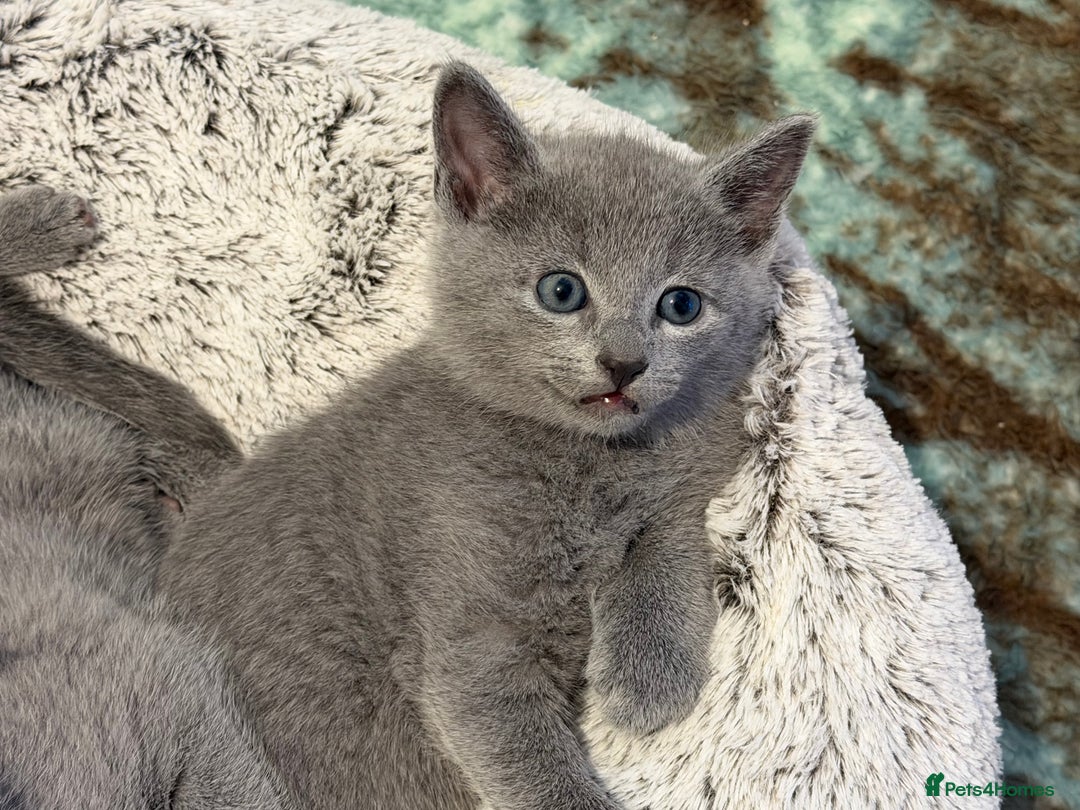 Russian Blue cats for sale: Russian blue TICA registered kittens  - Advert 5