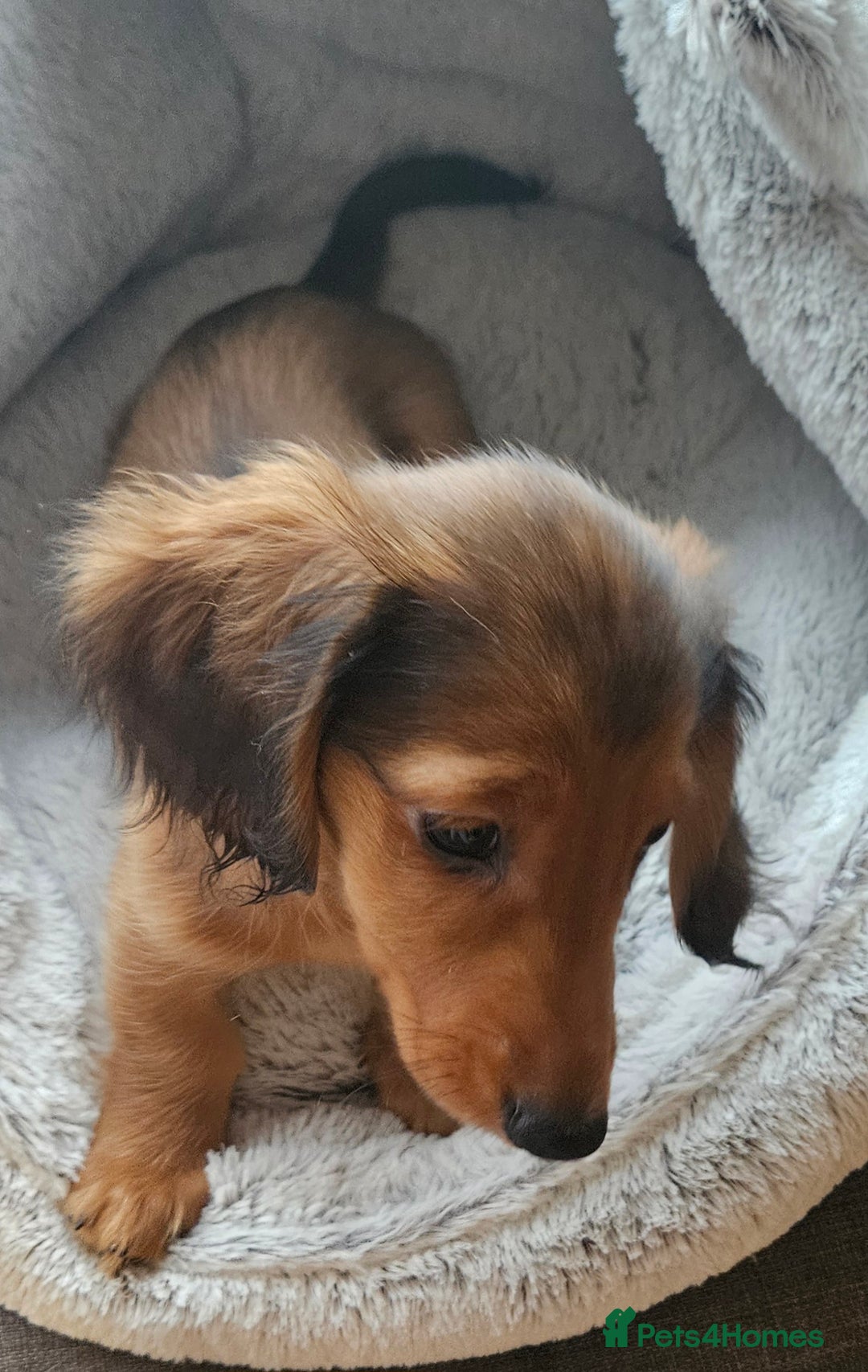 Miniature Dachshund dogs for sale: Ready now 🩵🩵🩵🩷 - Advert 17