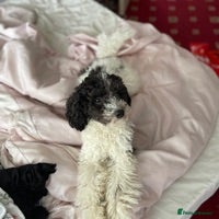 Toy Poodle dogs KC PROVEN toy poodle male for stud in Gerrards Cross - Advert 22