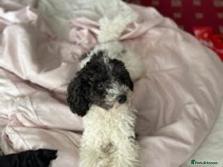 Toy Poodle dogs KC PROVEN toy poodle male for stud in Gerrards Cross - Advert 3