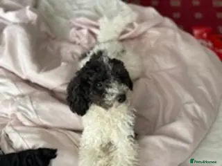 Toy Poodle dogs KC PROVEN toy poodle male for stud in Gerrards Cross - Advert 12