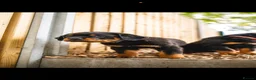 Rottweiler dogs for sale: 🐾 KC Registered Rottweiler Puppies for sale in Huddersfield - Advert 26