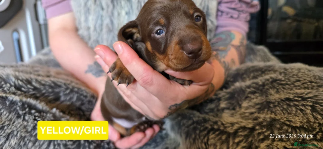Dachshund dogs for sale: Miniature Dachshund Puppies (PRA Clear) in Clacton-on-Sea - Advert 2
