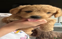 Goldendoodle dogs for sale: F1 Minature Goldendoodle puppies 1 BOY left - Image 14