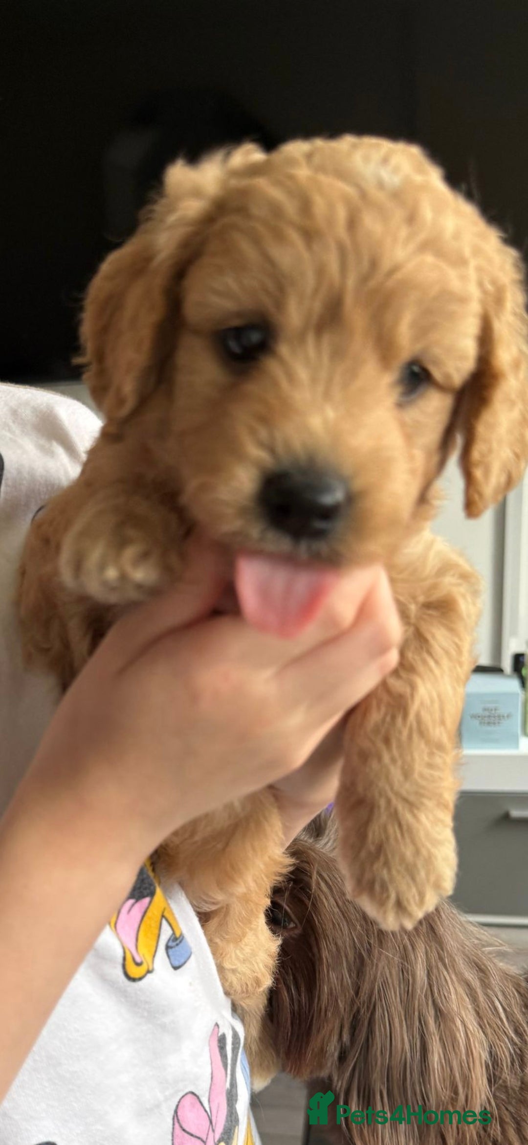 Goldendoodle dogs for sale: F1 Minature Goldendoodle puppies 1 BOY left - Image 14
