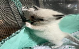 Ragdoll cats for sale: Beautiful Ragdoll Kittens, GCCF & Tica Registered - Image 30