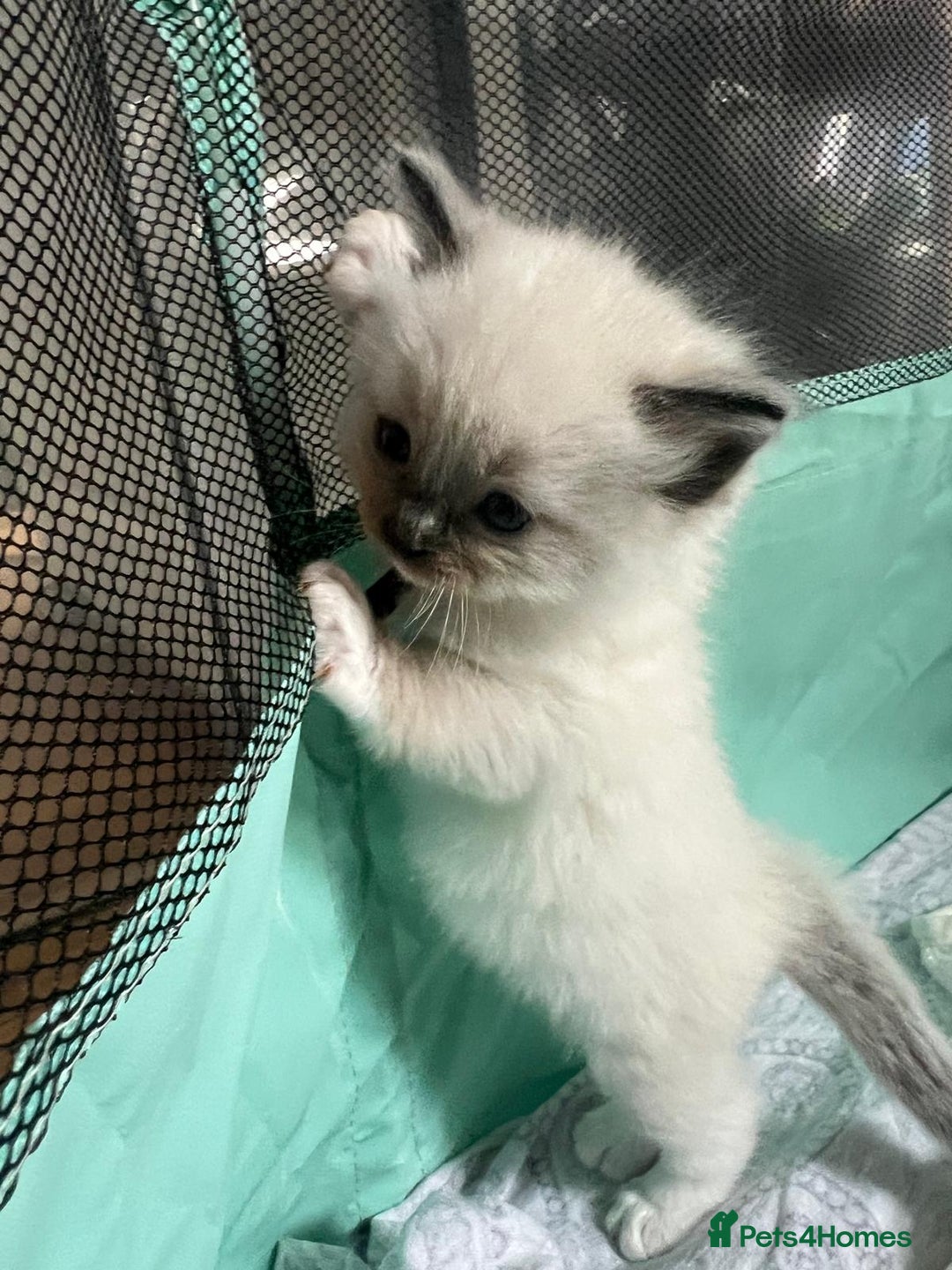 Ragdoll cats for sale: Beautiful Ragdoll Kittens, GCCF & Tica Registered - Image 30