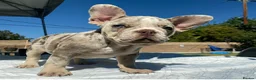 French Bulldog dogs for sale: Beautiful French Bulldog Puppies in Maryport - Advert 2