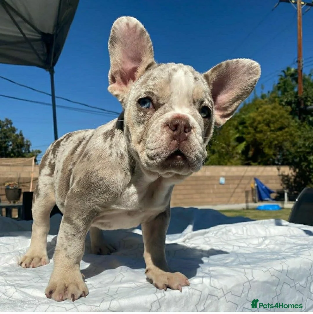 French Bulldog dogs for sale: Beautiful French Bulldog Puppies in Maryport - Advert 2