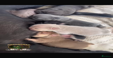 French Bulldog dogs - Advert 2