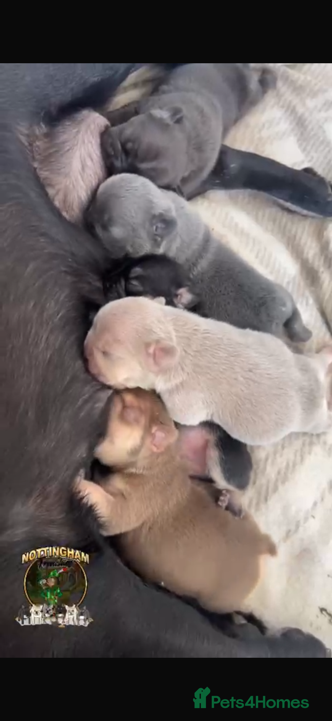 French Bulldog dogs for sale: Miss White X Kastro  - Image 5