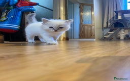 Ragdoll cats for sale: Male  - Advert 3