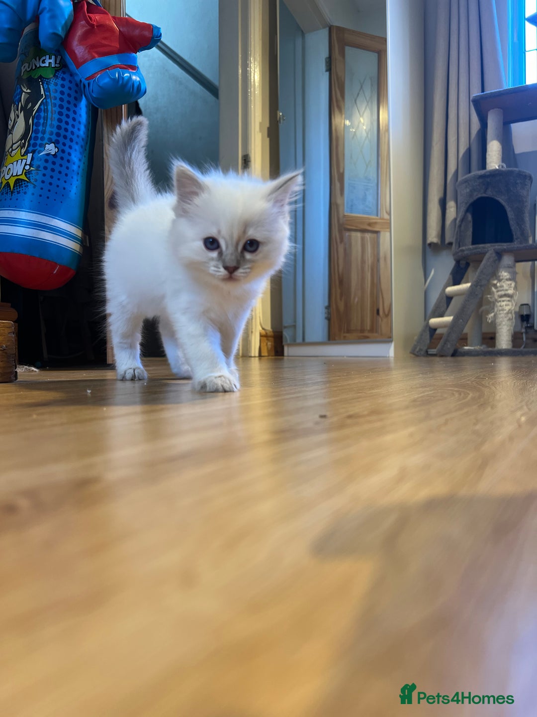 Ragdoll cats for sale: Male  - Advert 3