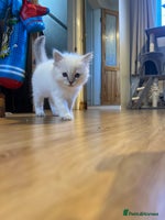 Ragdoll cats Male - Advert 8