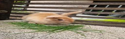 Mixed Breed rabbits for sale: Baby bunnies  in Hartlepool - Advert 6