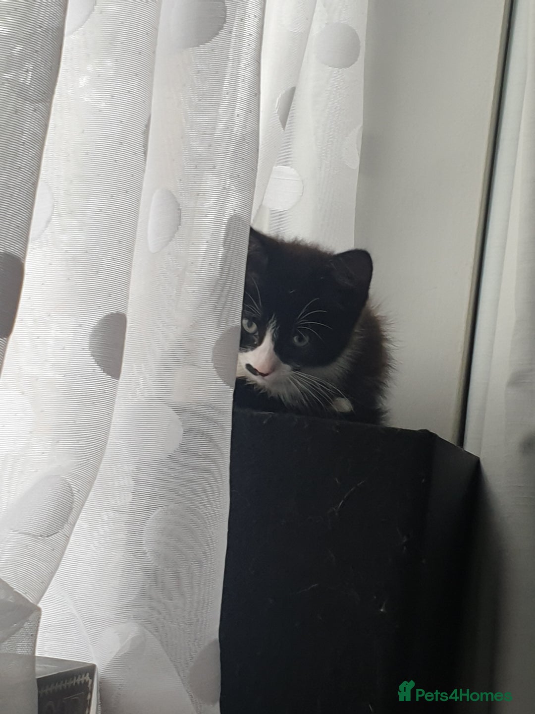 British Shorthair cats for sale: 1 boy 1 girl in London - Image 3
