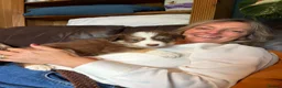 Border Collie dogs for sale: 2 male chocolate border collie puppies red Merle - Advert 8
