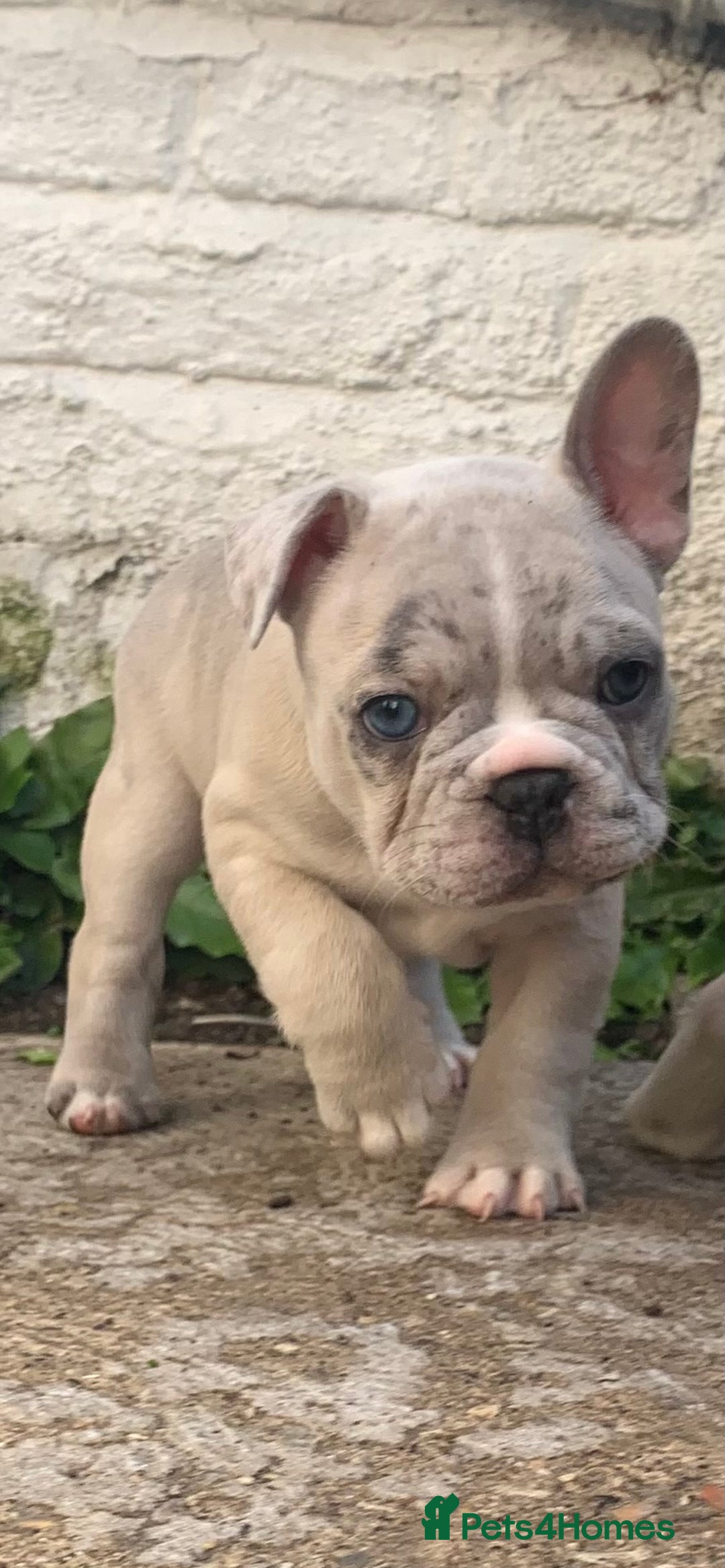 French Bulldog dogs for sale: French bulldog puppies with lilac and merle  - Image 29